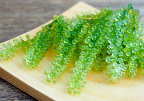 Have you Heard of Sea Caviar Salad?