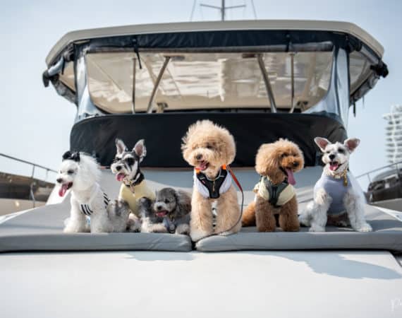 Pet Cruise