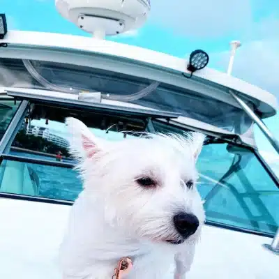 A Guide to Enjoying a Dog Cruise in Singapore