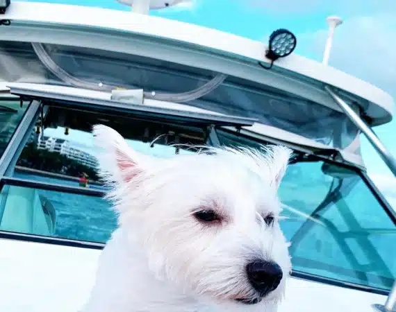 Customer12 with west highland white terrier. Dog friendly packages for dog cruise provided by Wanderlust Adventure best Singapore yacht rental.