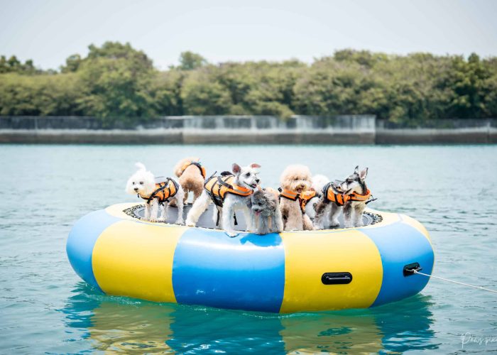 PETS X Clubpets Yacht