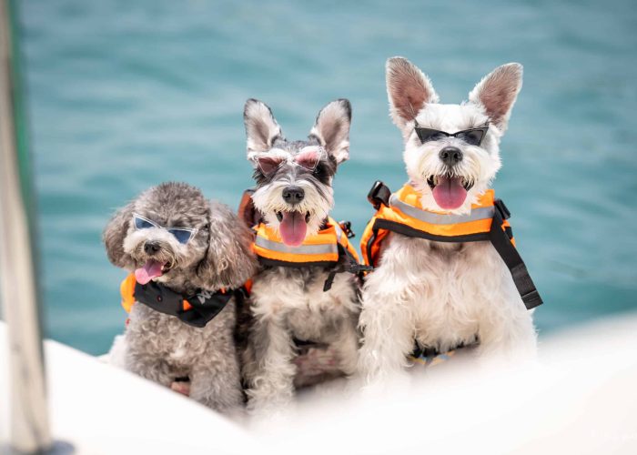 pet cruise