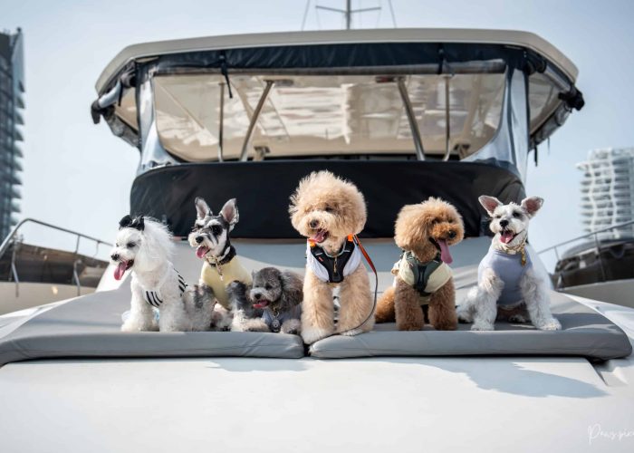 PETS X Clubpets Yacht