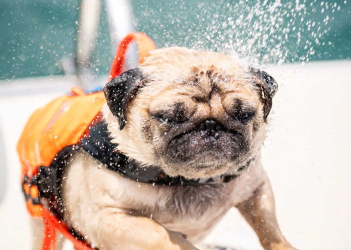 PETS X Clubpets Yacht