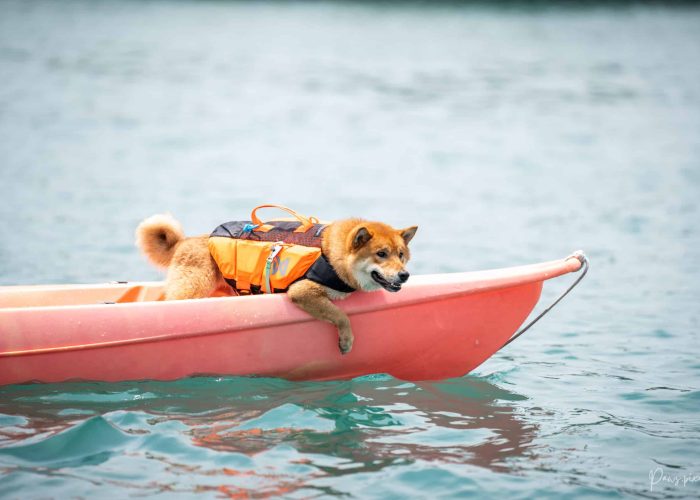 PETS X Clubpets Yacht