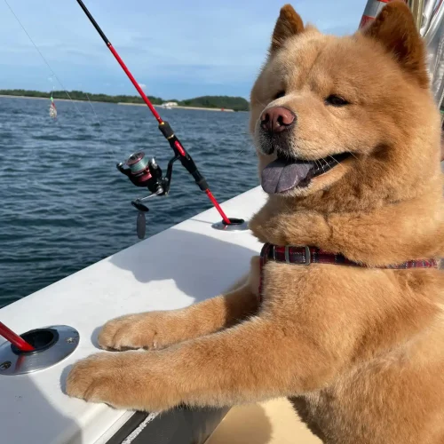 Customer06 with akita dog. Dog friendly packages for dog cruise provided by Wanderlust Adventure best Singapore yacht rental.
