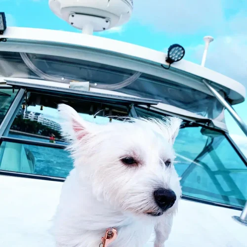 Customer12 with west highland white terrier. Dog friendly packages for dog cruise provided by Wanderlust Adventure best Singapore yacht rental.